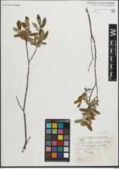 Foto von Salix pedicellaris Pursh